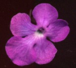 Pinguicula cyclosecta