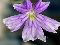 Pinguicula emarginata