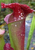 Sarracenia * excellens, eine Hybride zwischen S. leucophylla und S. minor
(c) Georg Stach