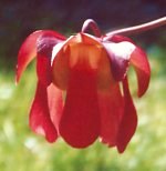 Sarracenia leucophylla