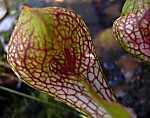 Sarracenia psittacina