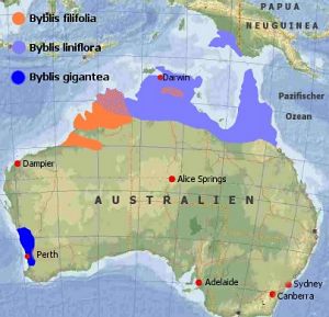 Verbreitungskarte Byblis