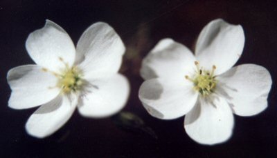 Zum Schließen des Fensters auf das Bild klicken