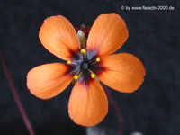 Die Blüte meiner Form von Drosera echinoblastus