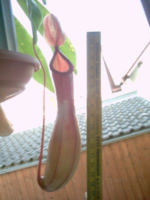 Zum Schließen des Fensters auf das Bild klicken
