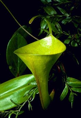 Nepenthes inermis