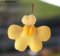 Utricularia chrysantha